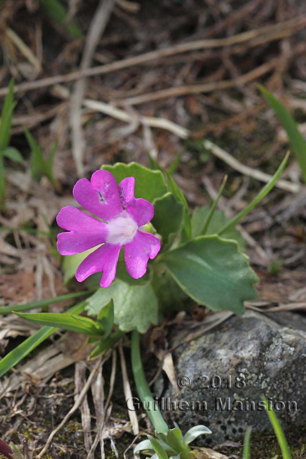 Primula hirsuta