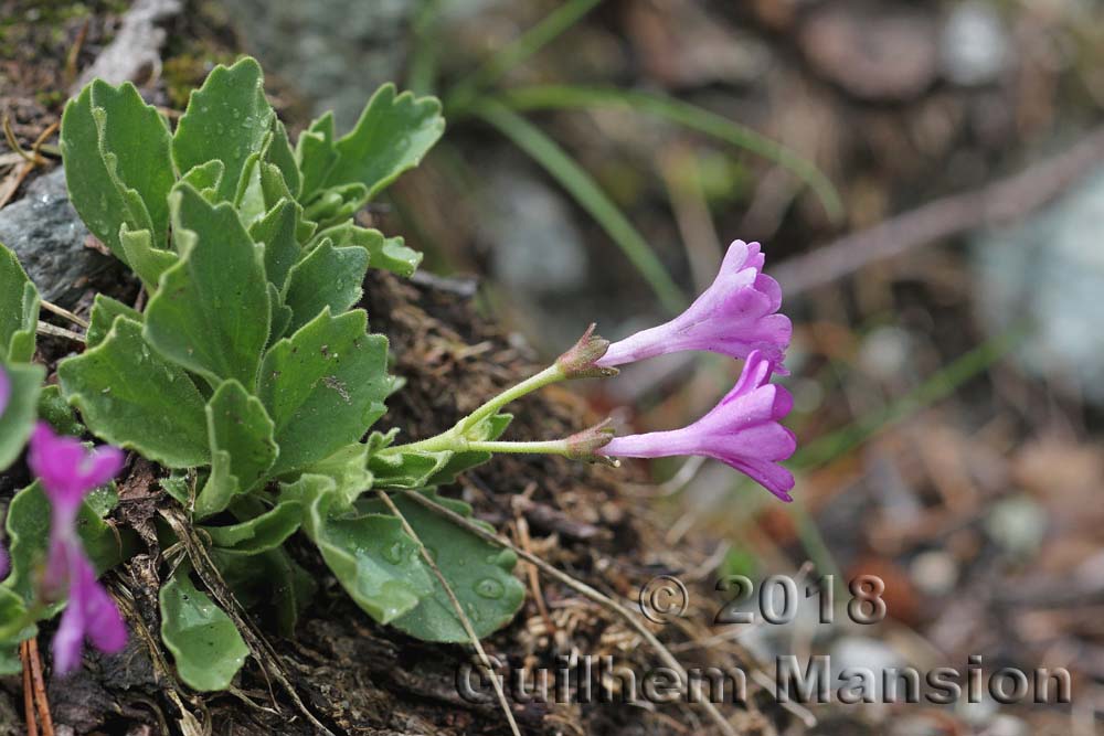 Primula hirsuta