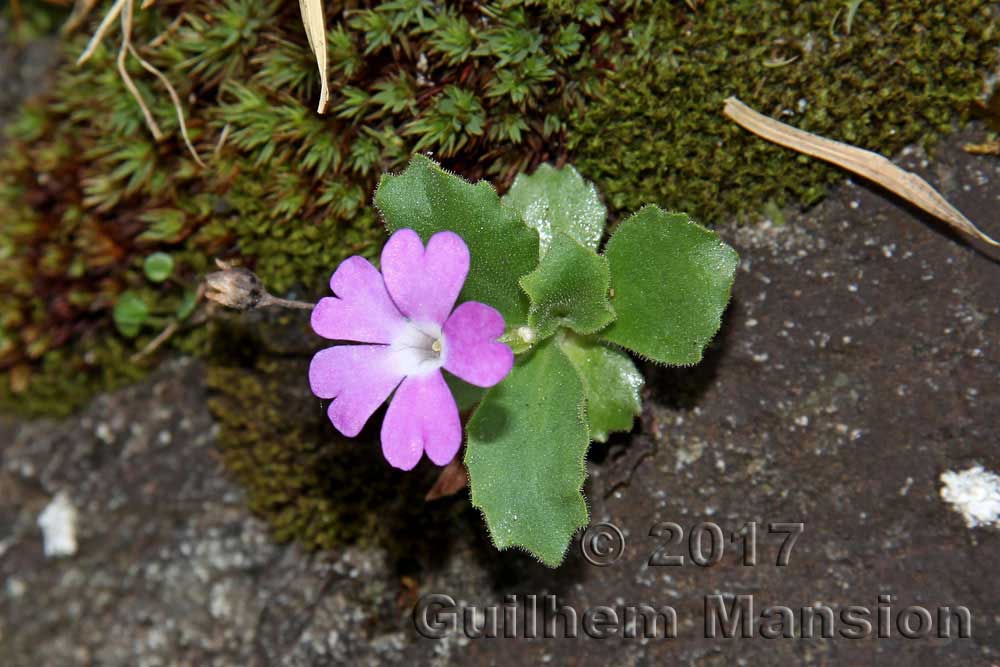 Primula hirsuta