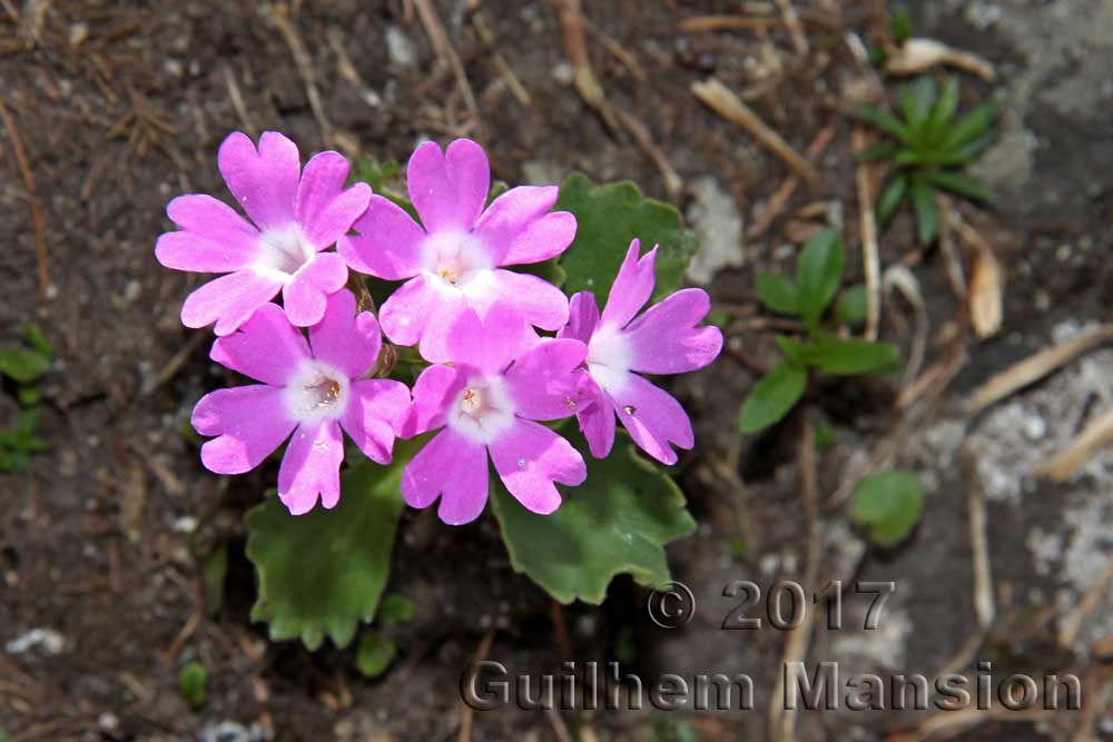 Primula hirsuta