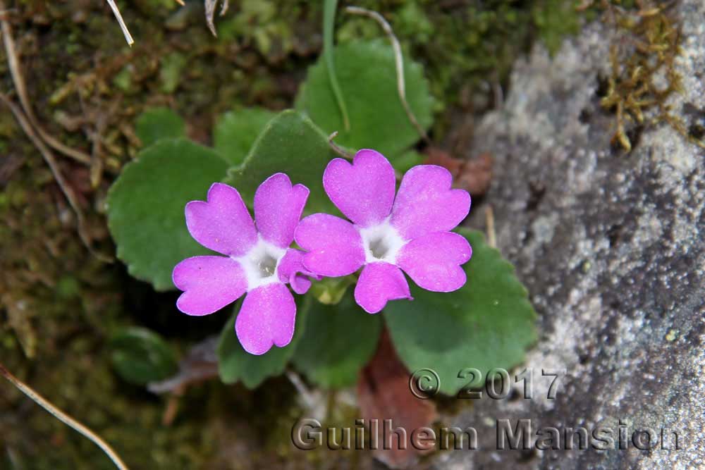 Primula hirsuta