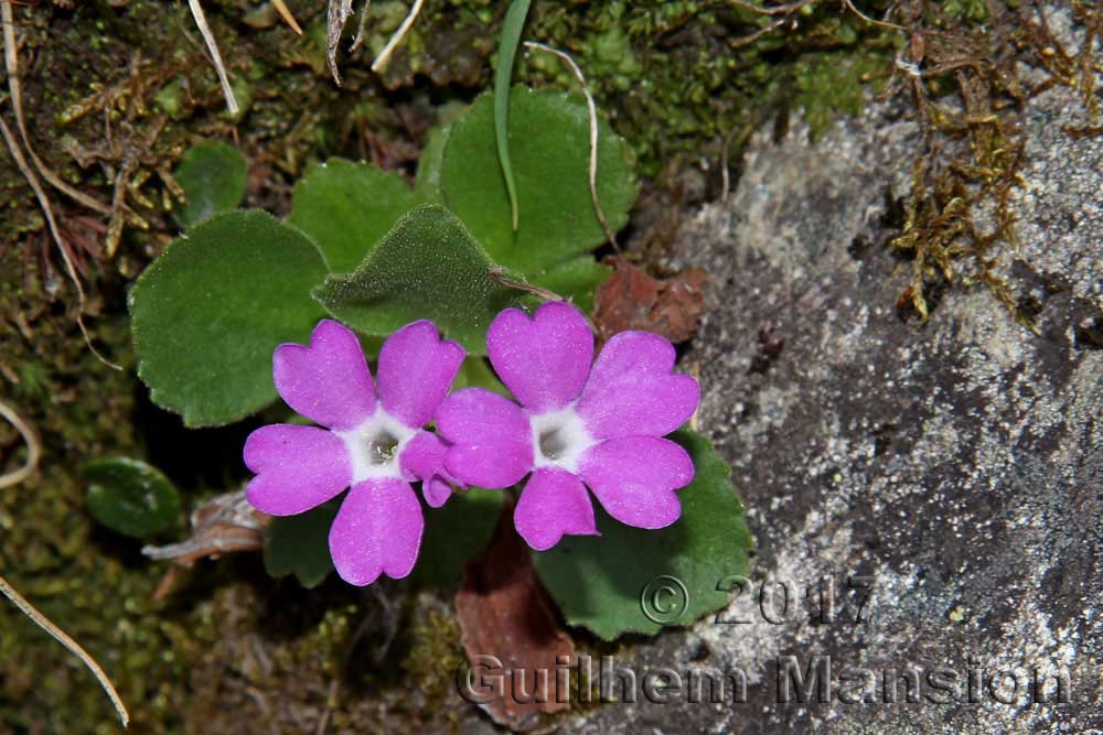 Primula hirsuta