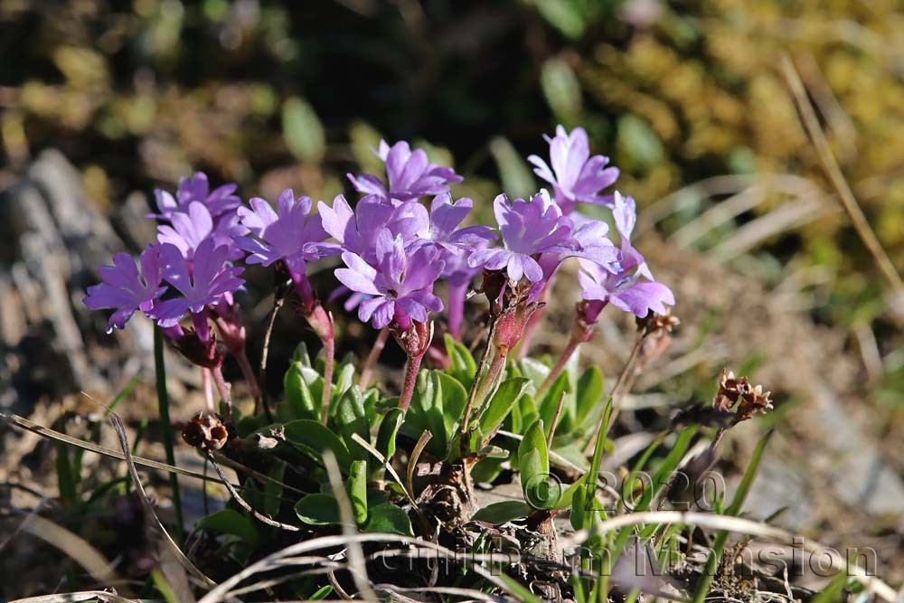 Primula integrifolia