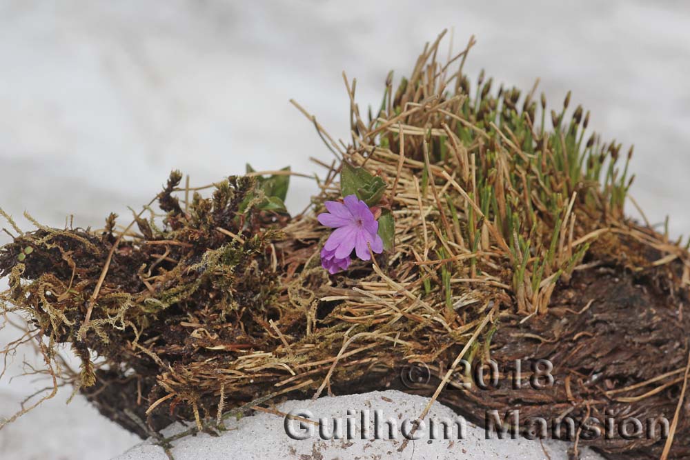 Primula integrifolia