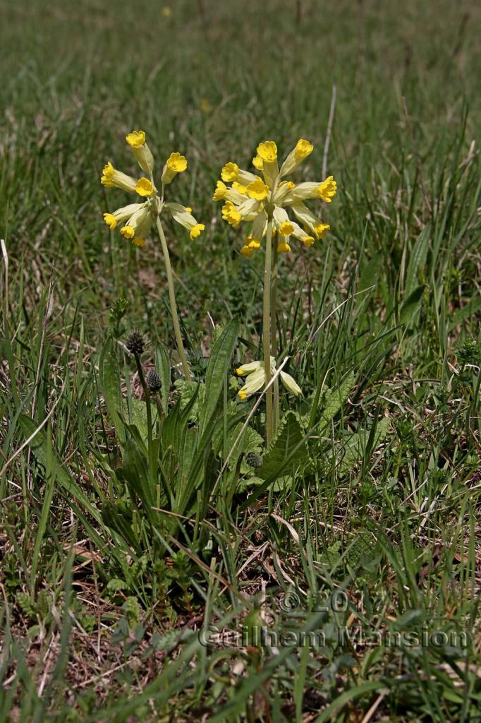 Primula veris