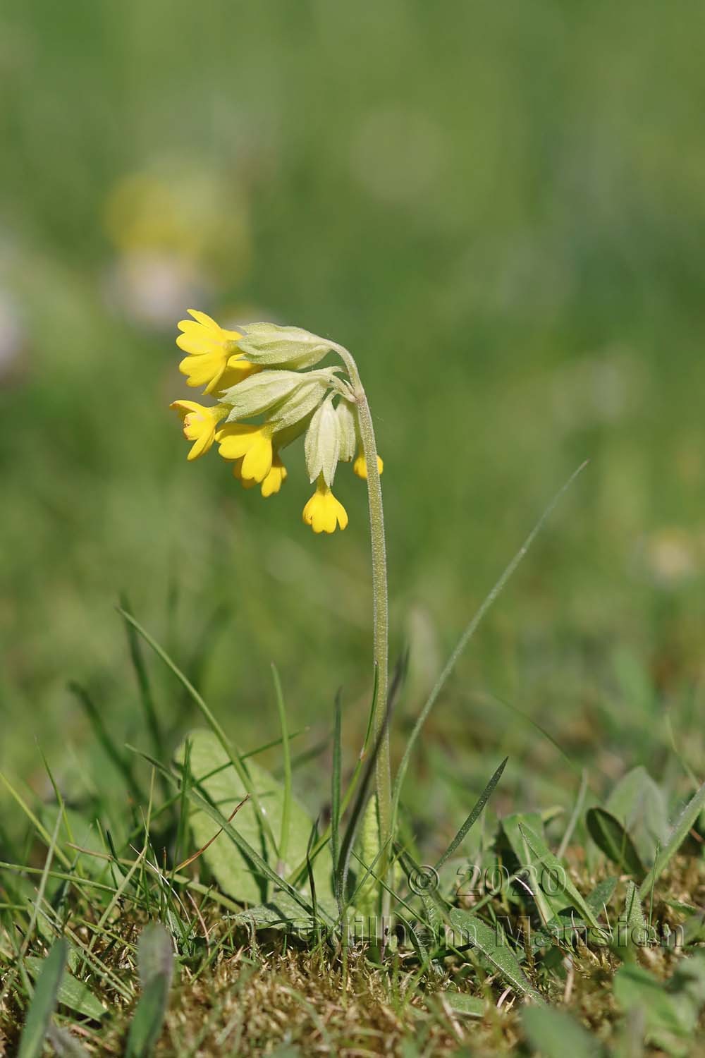 Primula veris