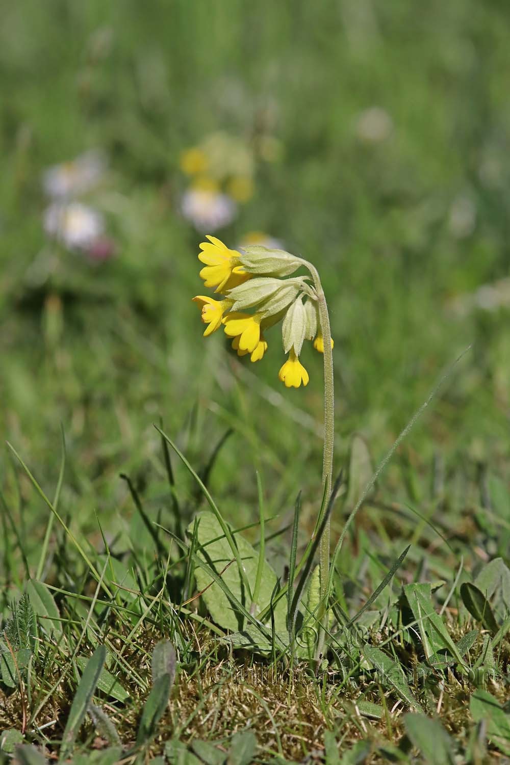 Primula veris