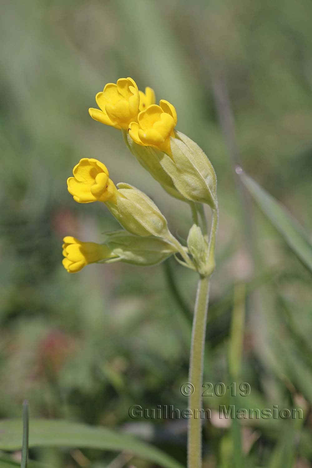 Primula veris