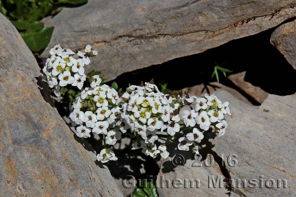 Hornungia alpina [Pritzelago alpina]