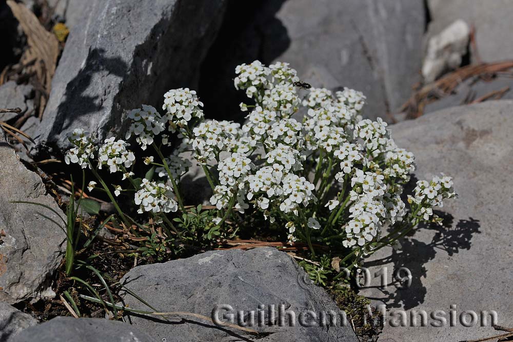 Hornungia alpina [Pritzelago alpina]