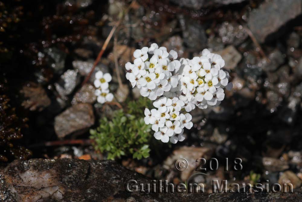 Hornungia alpina [Pritzelago alpina]