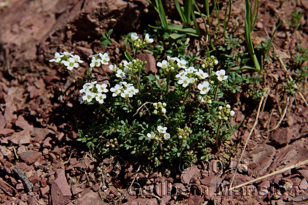 Hornungia alpina [Pritzelago alpina]