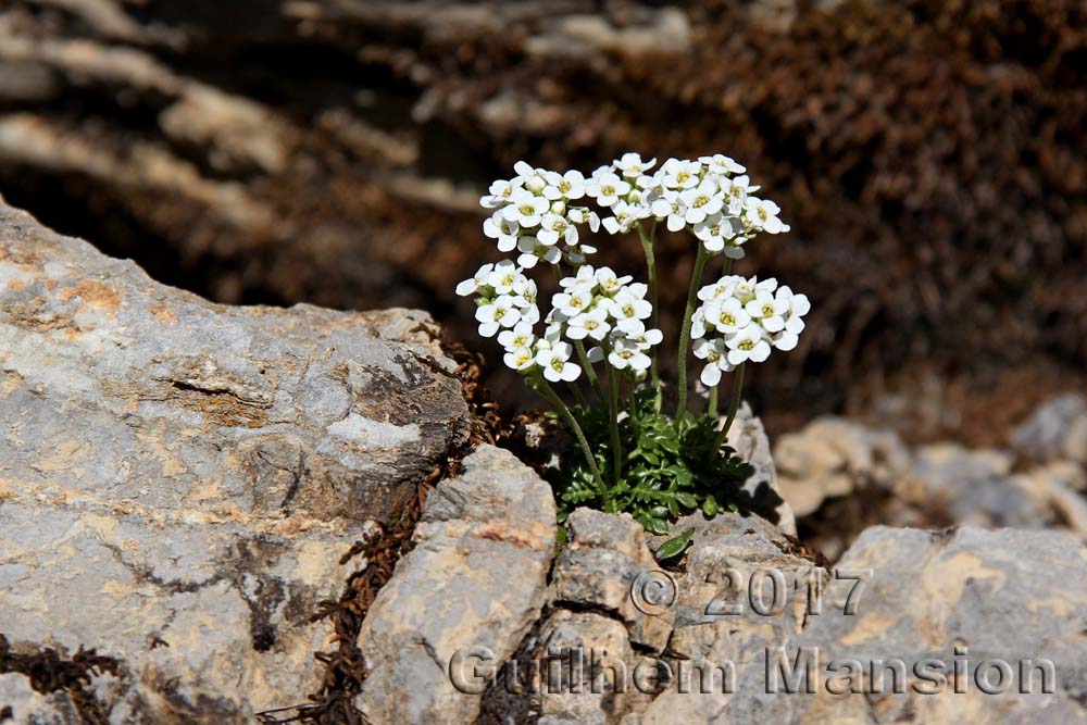 Hornungia alpina [Pritzelago alpina]