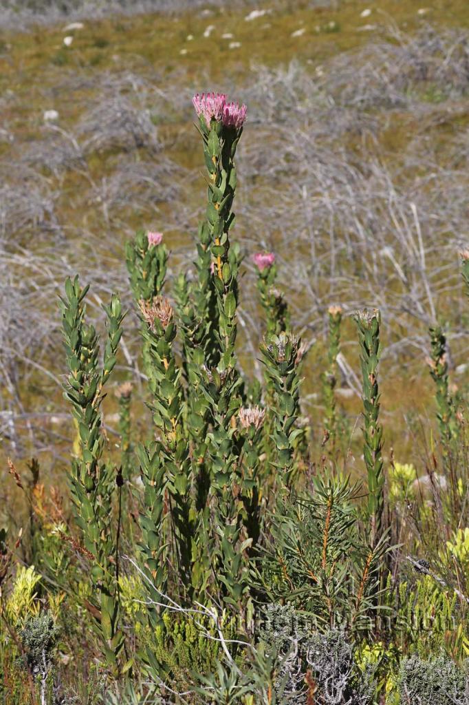 Protea compacta