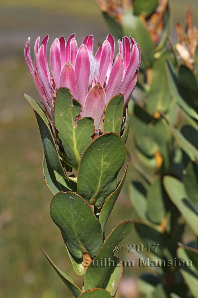 Protea compacta