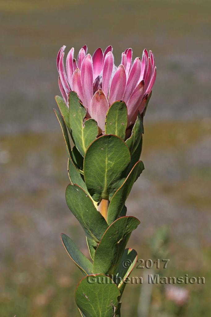 Protea compacta