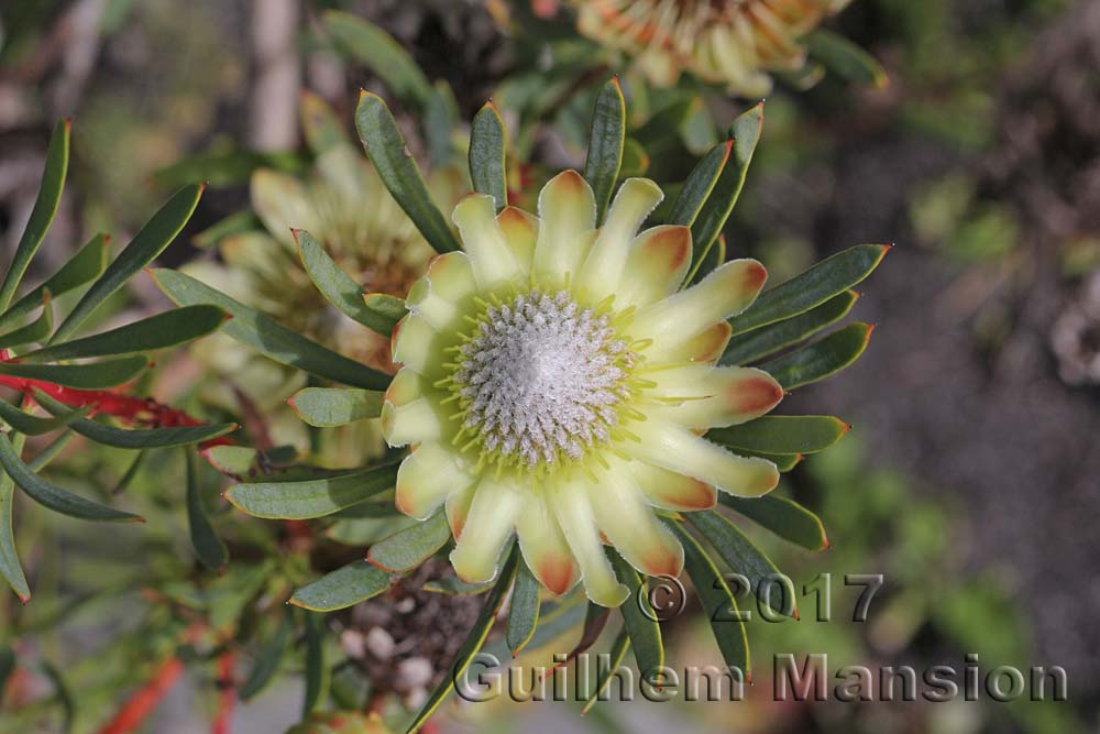 Protea scolymocephala