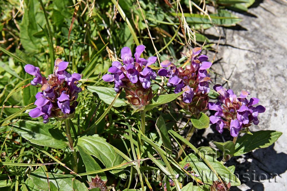 Prunella grandiflora