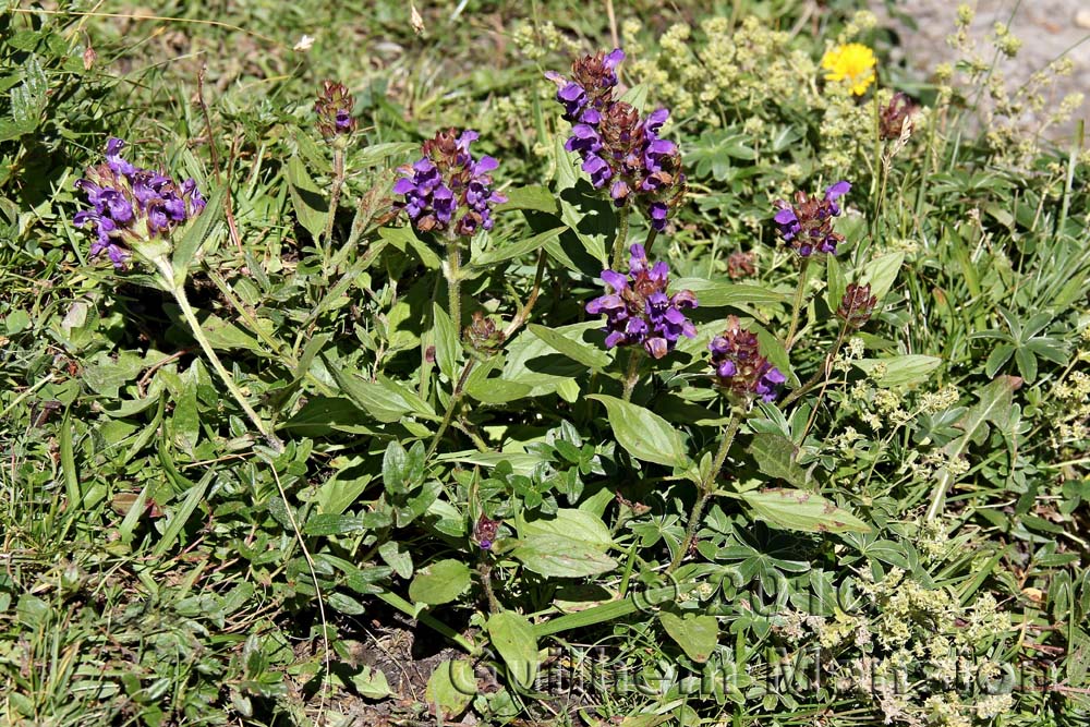 Prunella grandiflora