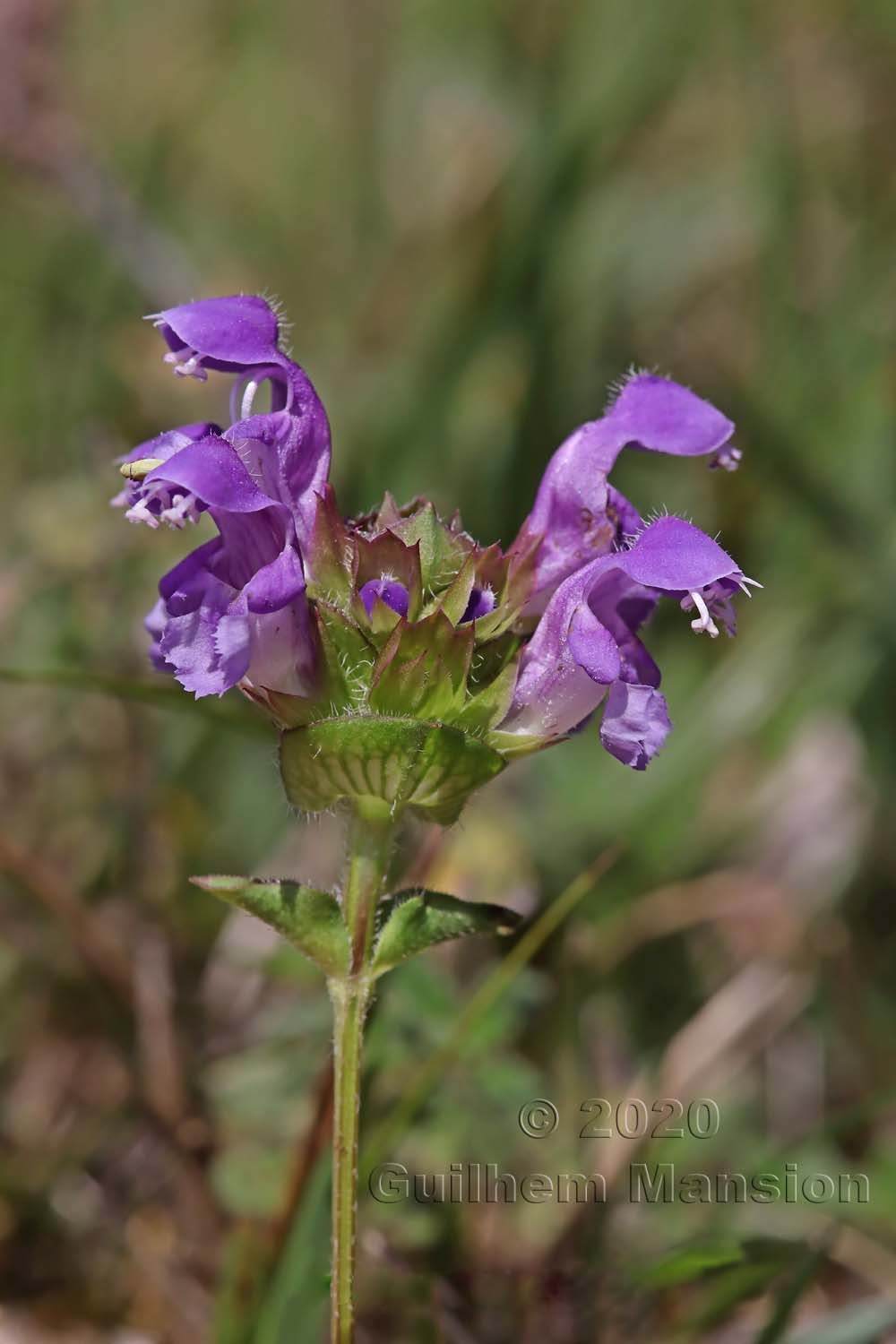 Prunella grandiflora