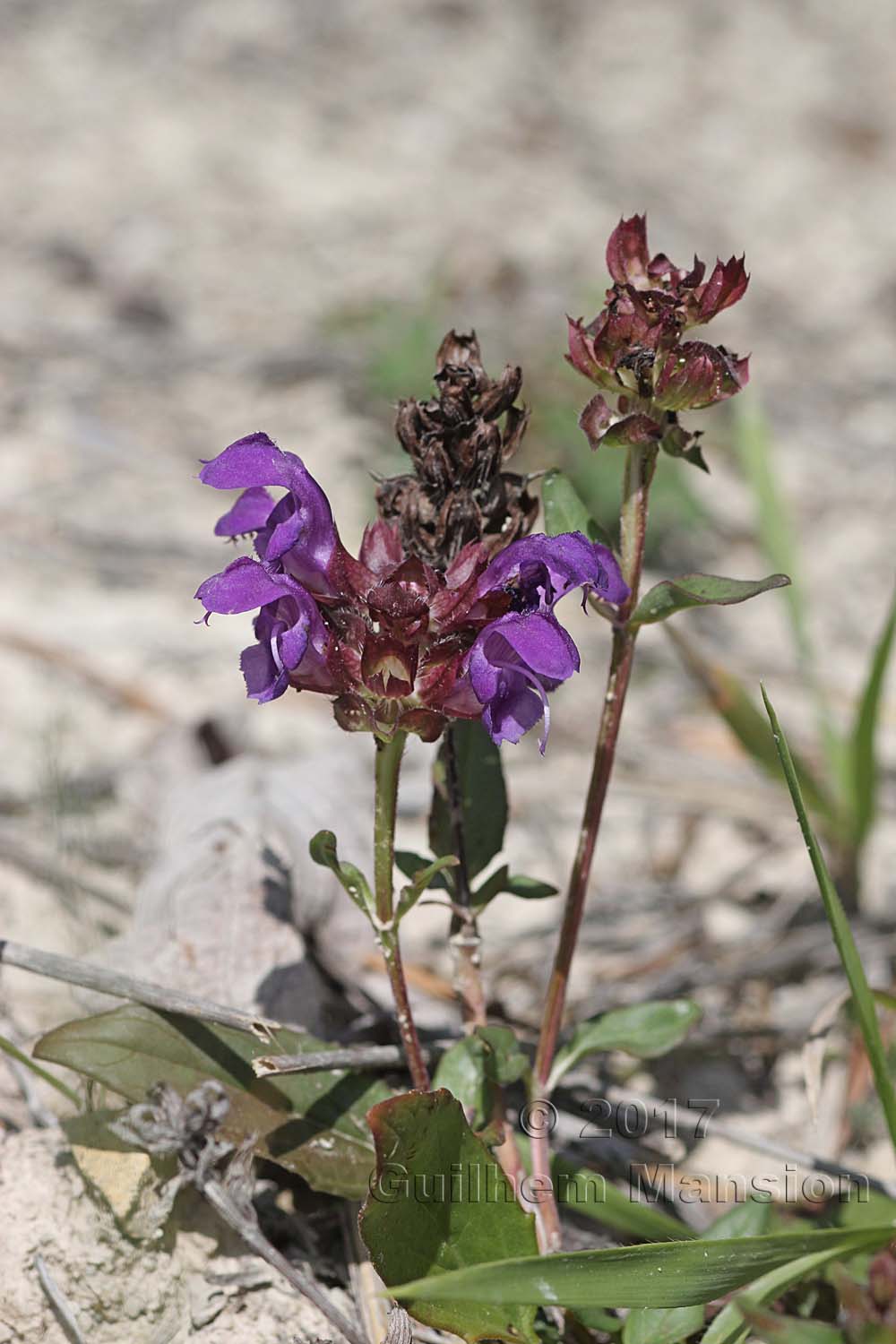 Prunella grandiflora