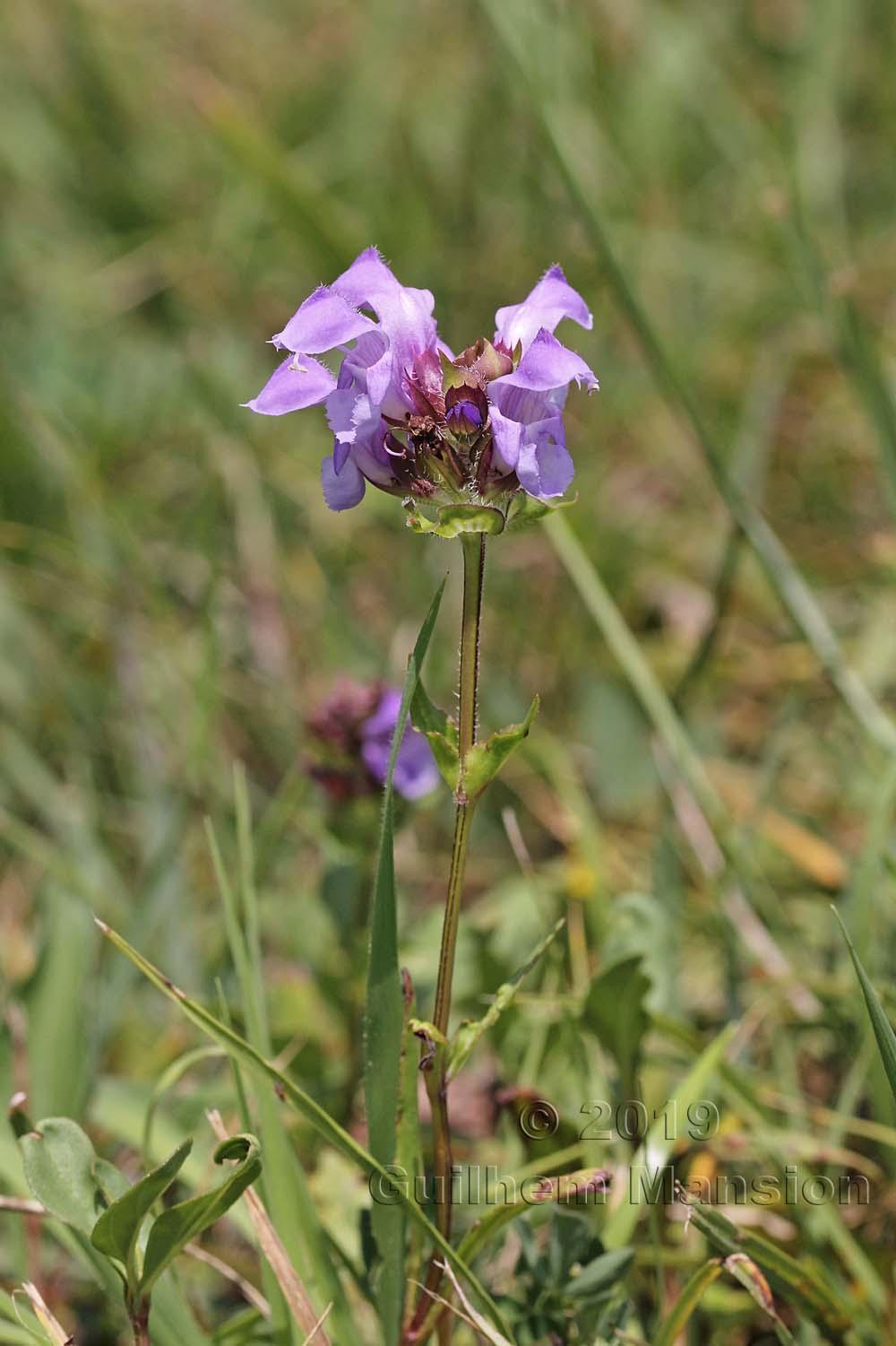 Prunella grandifolia