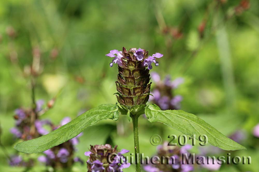 Prunella vulgaris