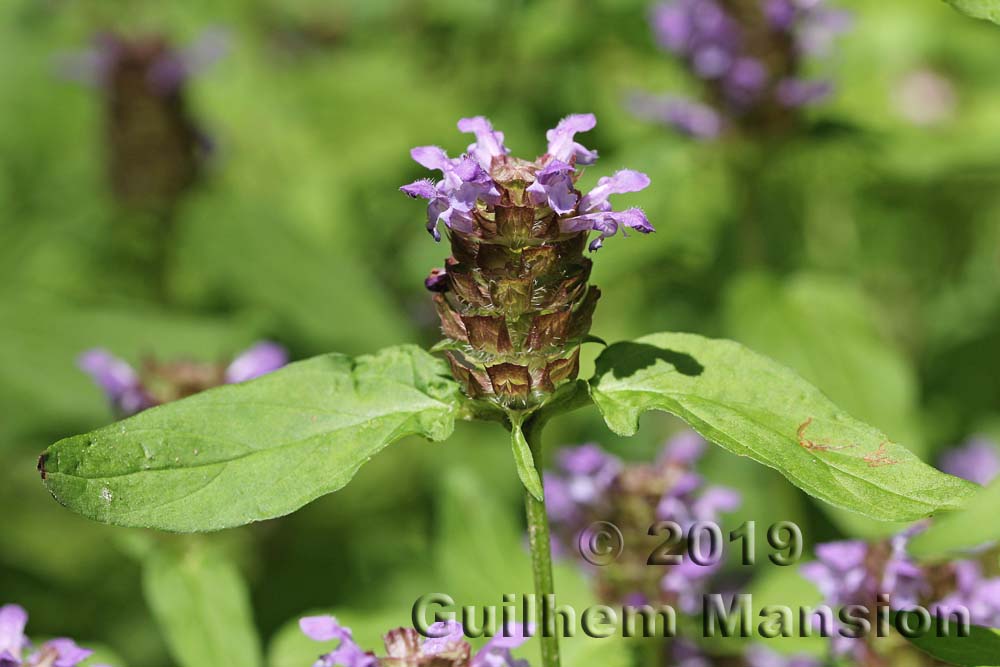 Prunella vulgaris