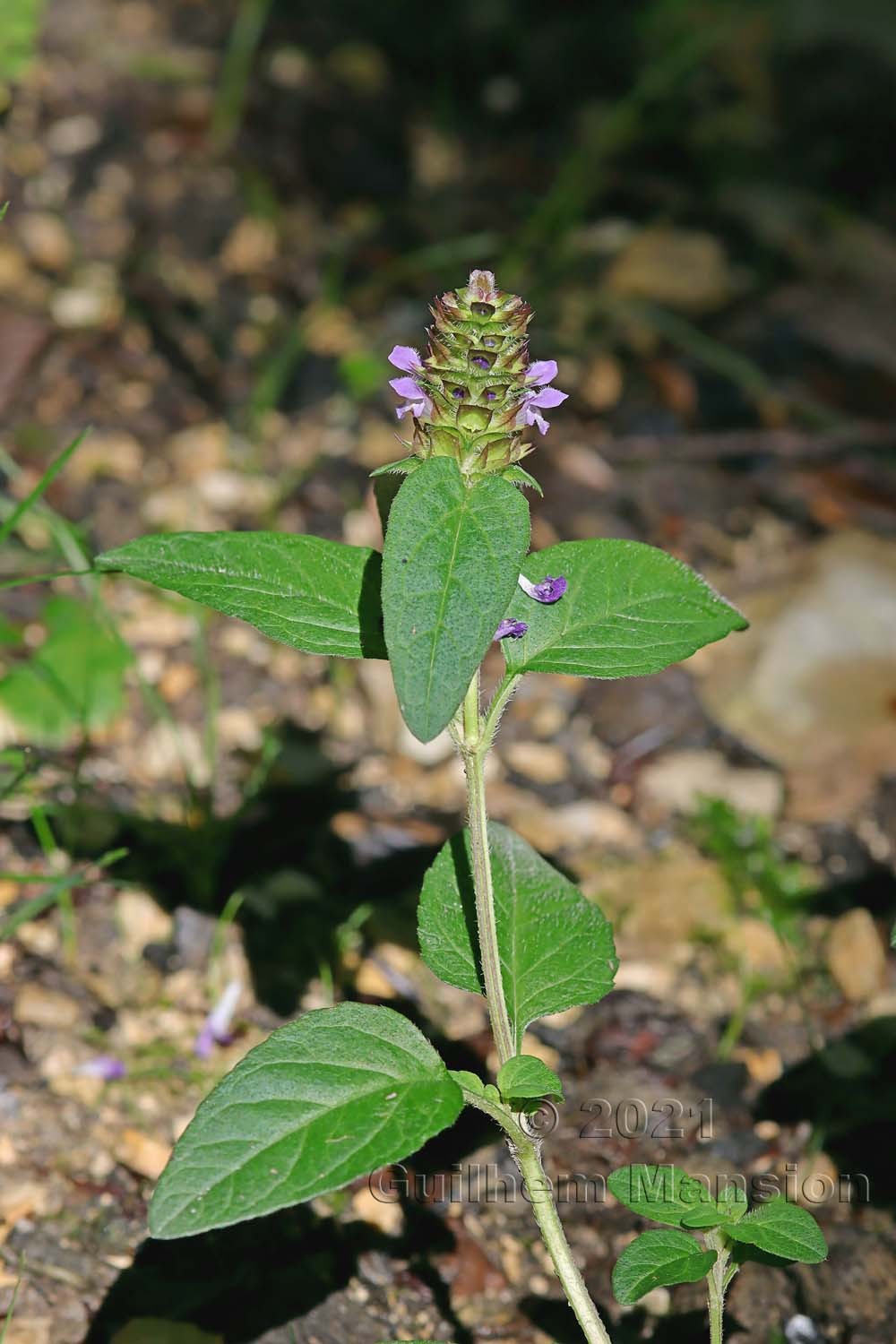 Prunella vulgaris