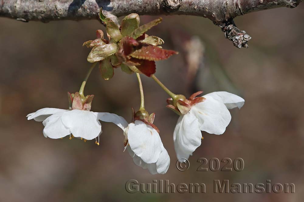 Prunus avium