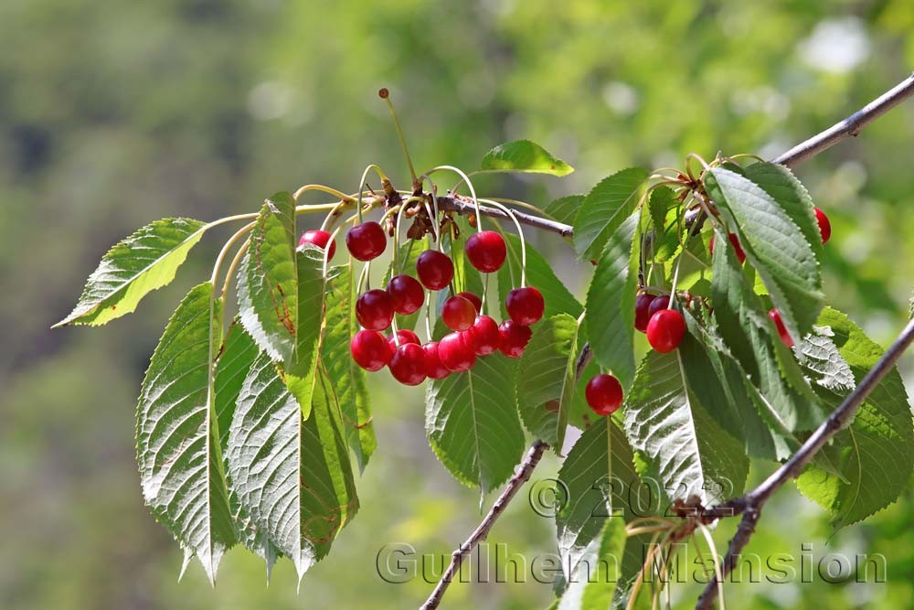 Prunus cerasus