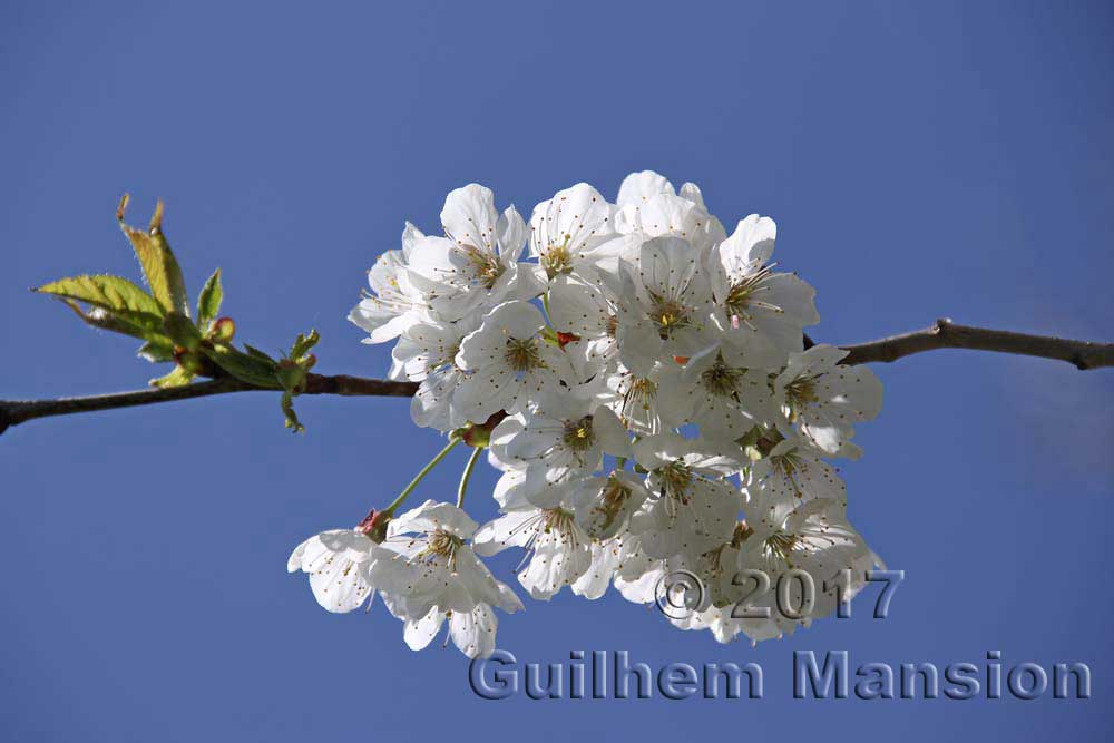 Prunus cerasus