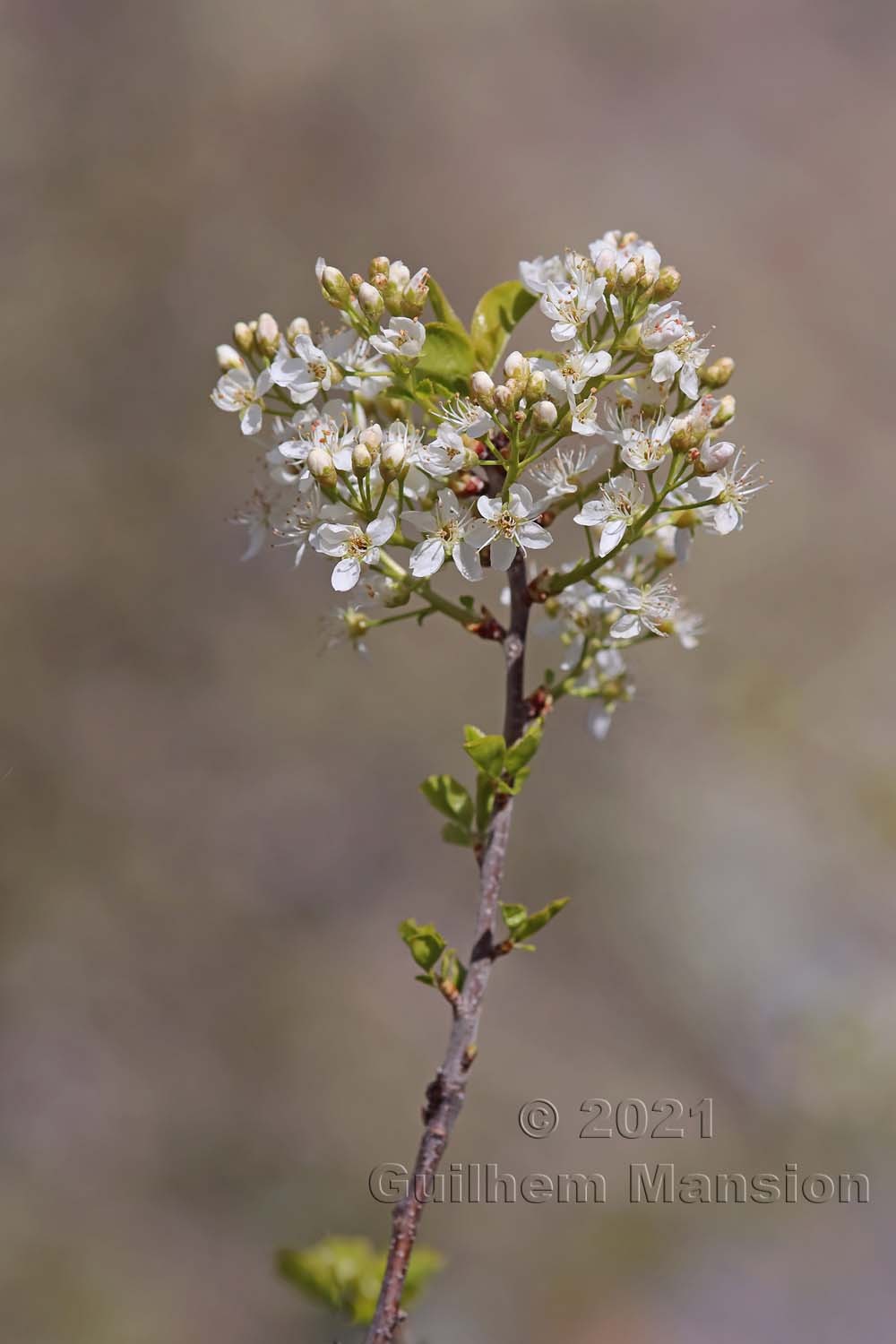 Prunus mahaleb