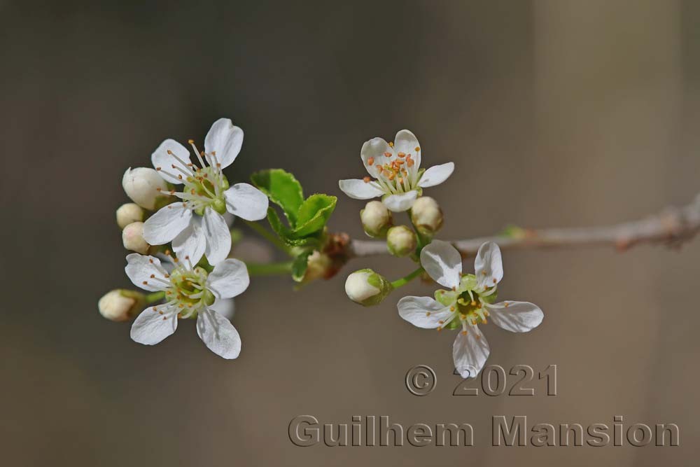 Prunus mahaleb