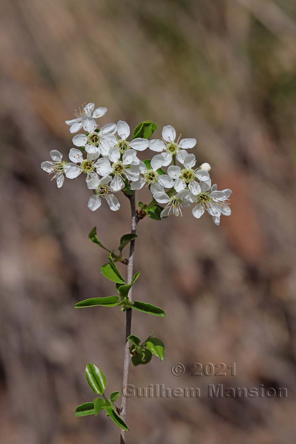 Prunus mahaleb