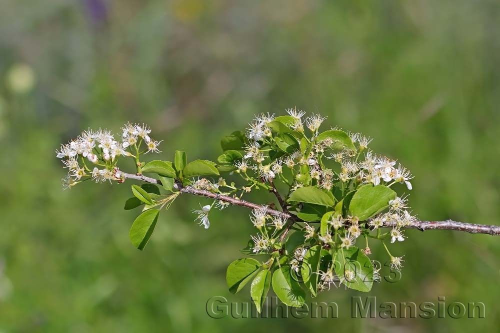 Prunus mahaleb