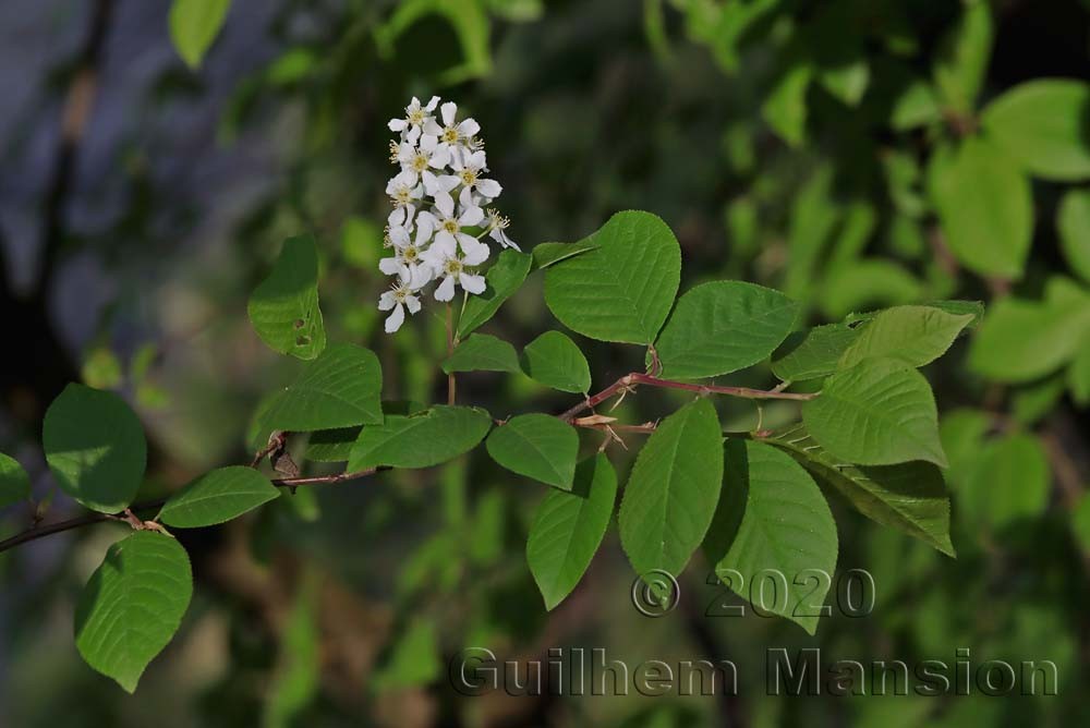 Prunus padus