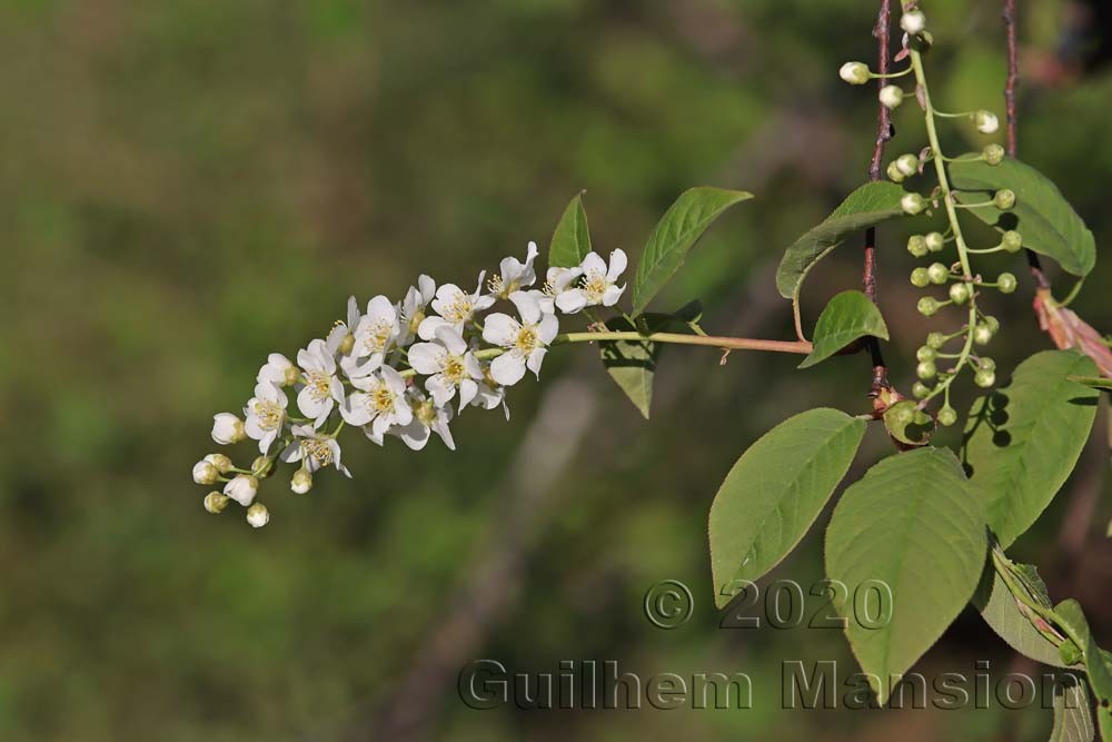 Prunus padus