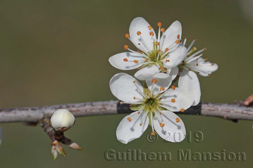 Prunus spinosa