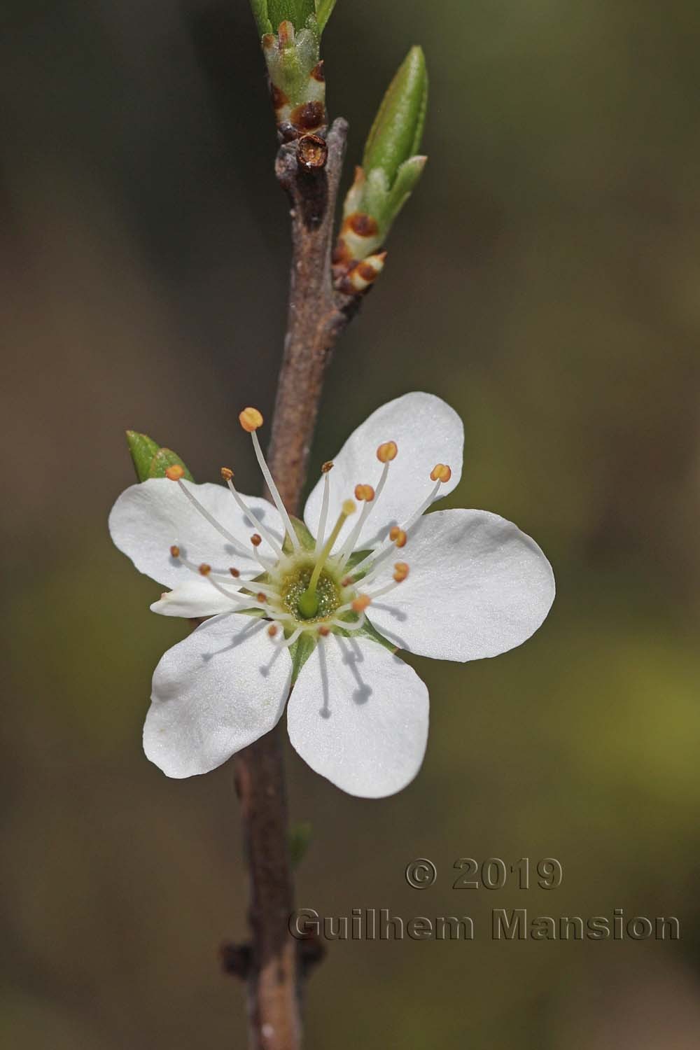 Prunus spinosa