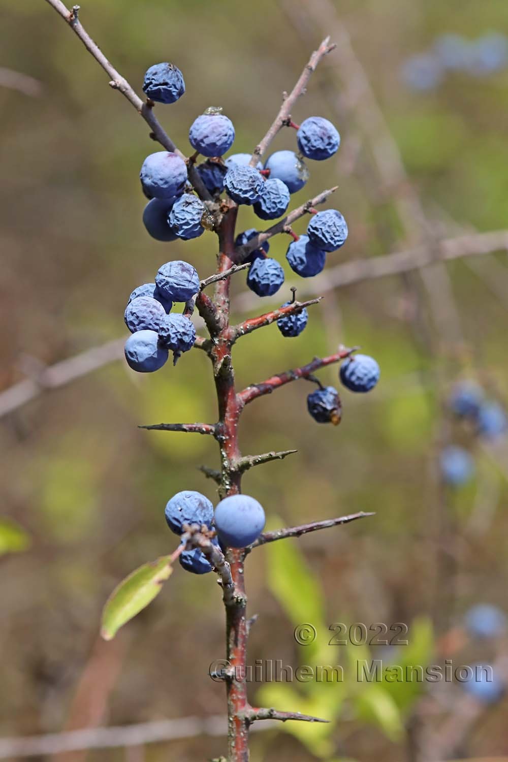 Prunus spinosa