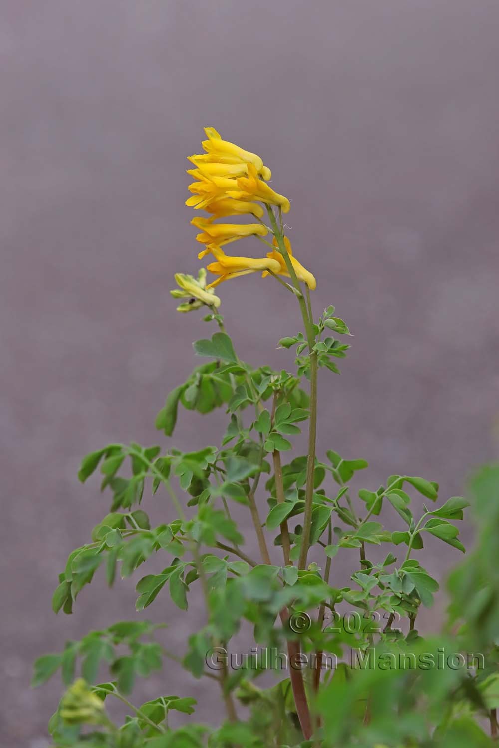 Pseudofumaria lutea