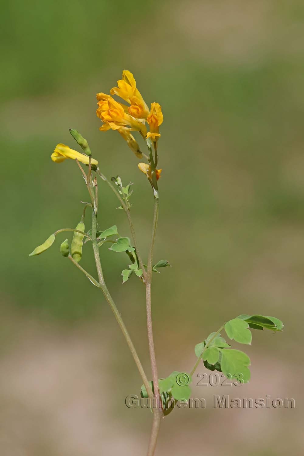 Pseudofumaria lutea