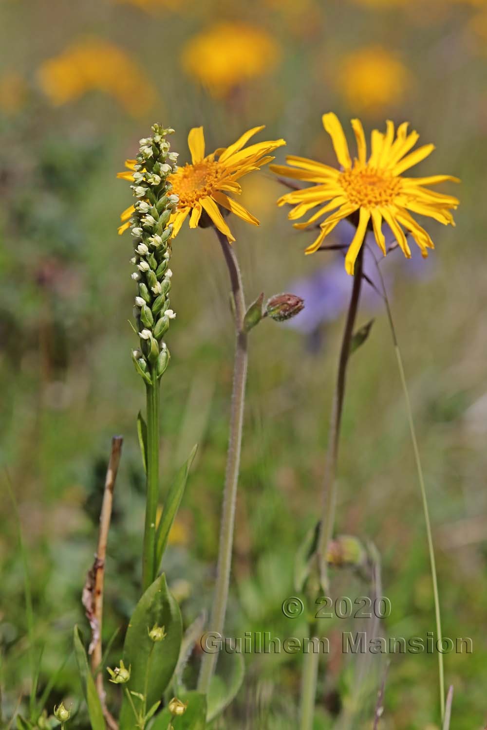 Pseudorchis albida