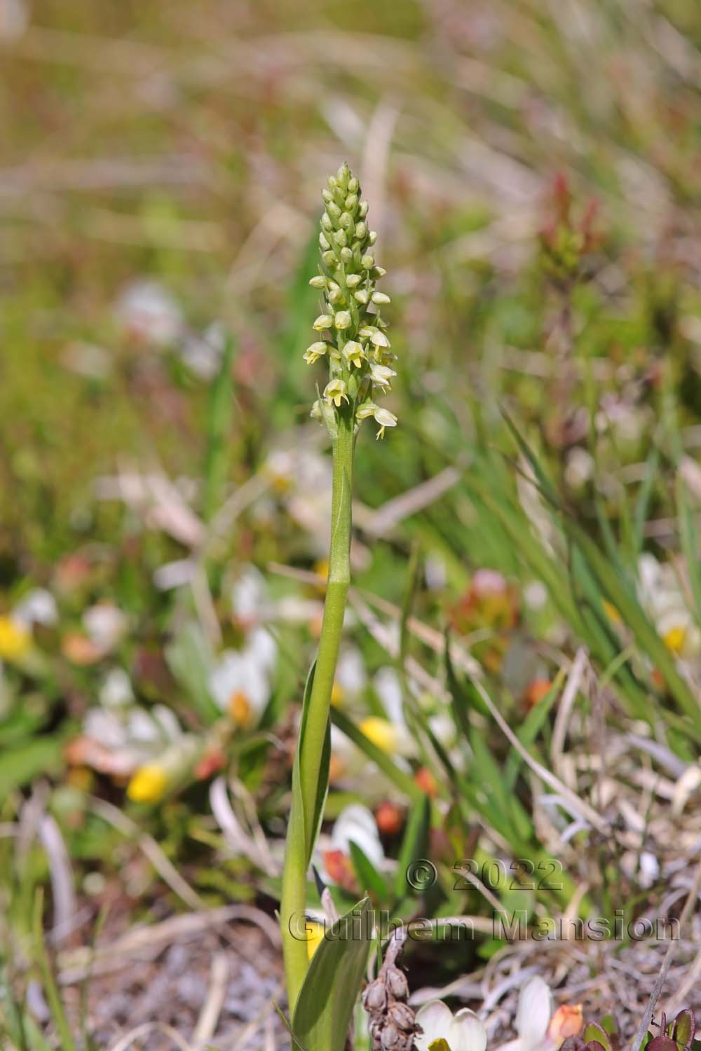 Pseudorchis albida