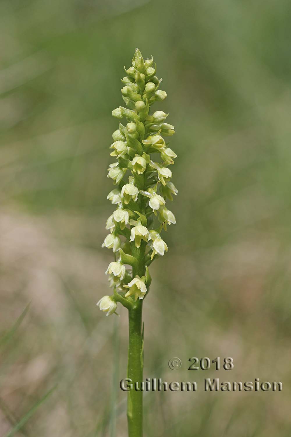 Pseudorchis albida