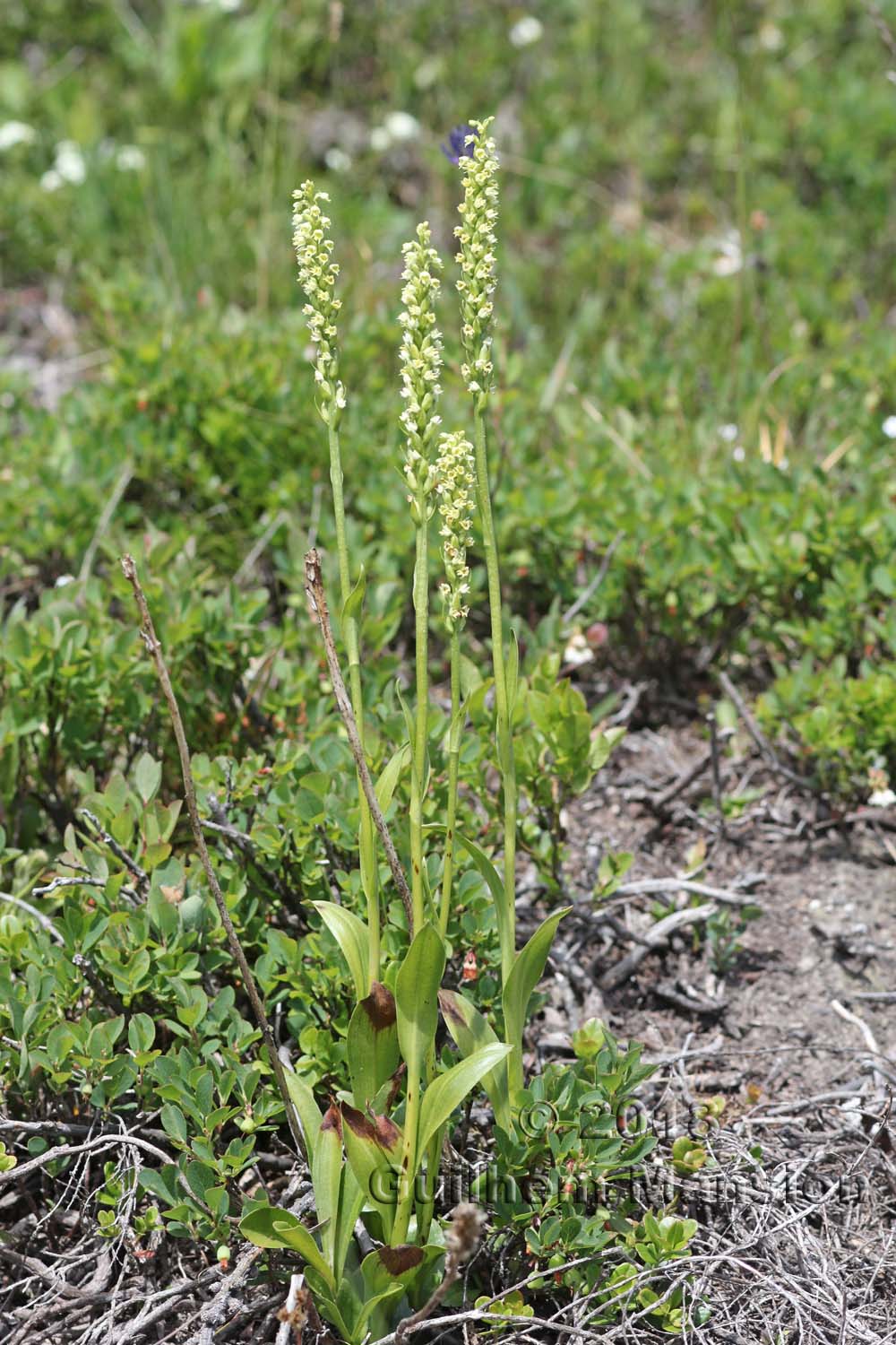 Pseudorchis albida