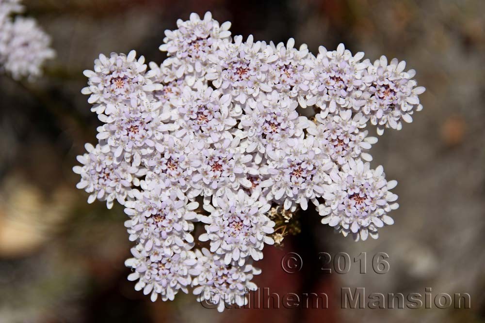 Pseudoselago spuria