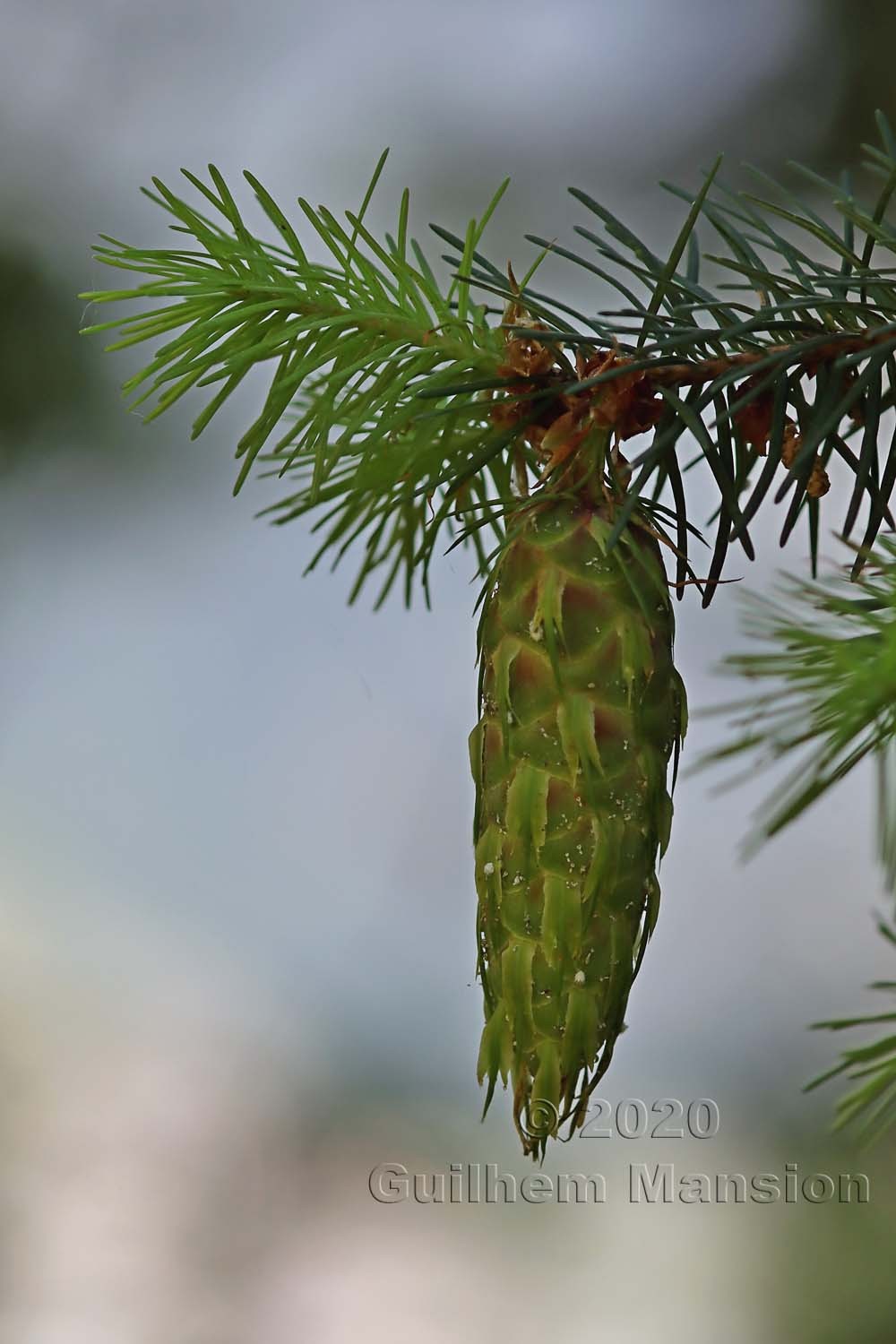 Pseudotsuga menziesii