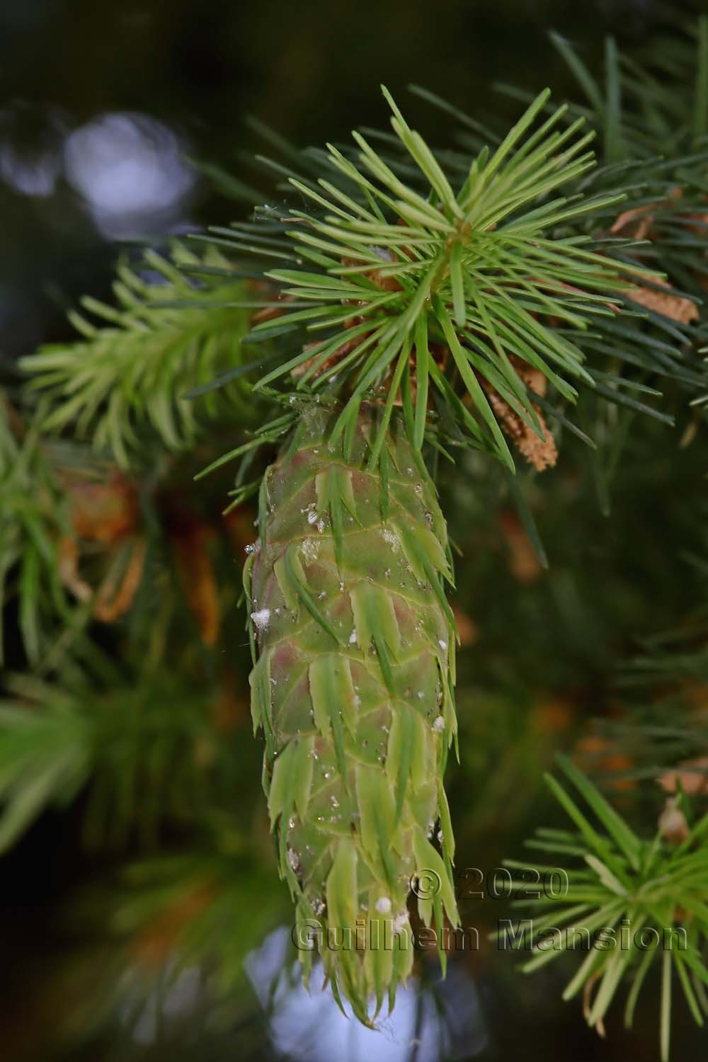 Pseudotsuga menziesii